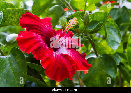 Chinese hibiscus (Hibiscus rosa-sinensis), flower Stock Photo