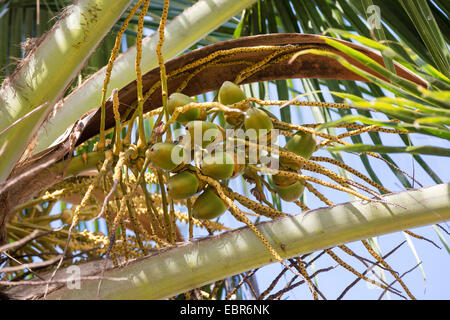 coconut palm (Cocos nucifera), infructescence, Costa Rica, Pazifikkueste Stock Photo