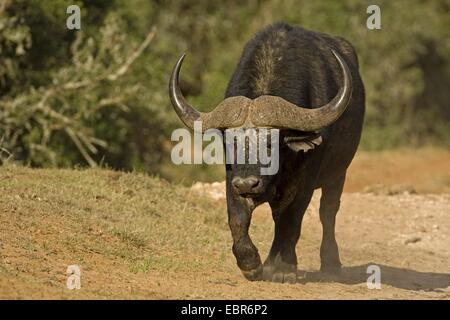 African buffalo (Syncerus caffer), male, South Africa, Eastern Cape, Addo Elephant National Park Stock Photo