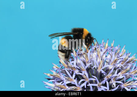 great globethistle, great globe-thistle, giant globe thistle (Echinops sphaerocephalus), inflorescence with bumble bee, Germany Stock Photo
