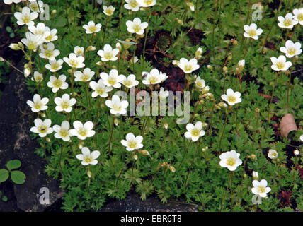 Rose Saxifrage (Saxifraga rosacea), blooming, Germany Stock Photo