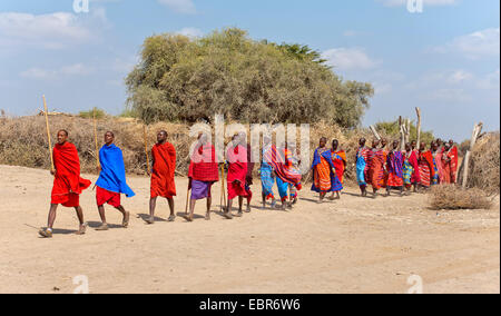 Maasai people on their way out of the village to dance and sing, Kenya, Amboseli National Park Stock Photo