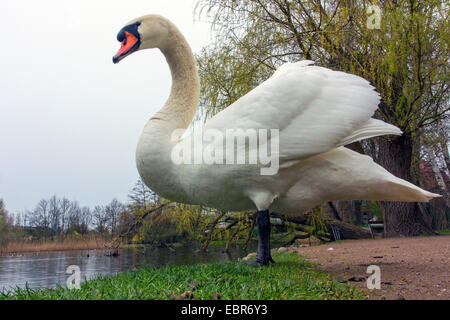 mute swan (Cygnus olor), standing at a shore, Germany, Mecklenburg-Western Pomerania Stock Photo