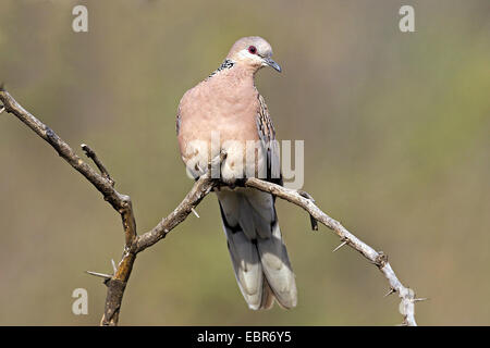 Spotted-necked dove (Streptopelia chinensis), resting on a branch, India, Ranthambhore Stock Photo