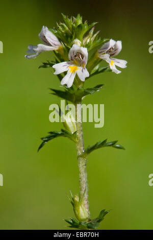 common eyebright (Euphrasia nemorosa), inflorescence, Germany Stock Photo