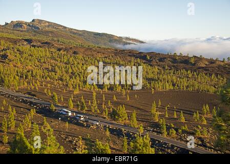 Canary pine (Pinus canariensis), landscape in the mountains at Mirador de Chio, over the clouds, Canary Islands, Tenerife, Teide National Park Stock Photo