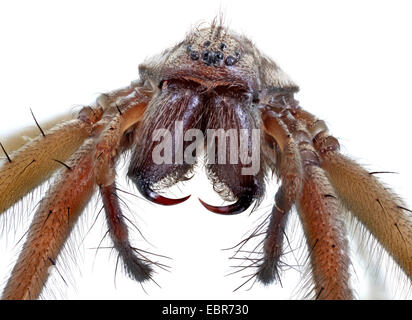 giant European house spider, giant house spider, larger house spider, cobweb spider (Tegenaria gigantea, Tegenaria atrica), macro shot, frontal Stock Photo