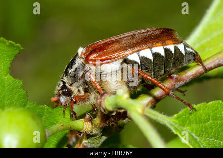 common cockchafer, maybug (Melolontha melolontha), feeding a leaf of a plum tree, Germany Stock Photo