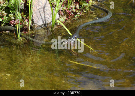 grass snake (Natrix natrix), series picture 6, two snakes fighting for a frog, Germany, Mecklenburg-Western Pomerania Stock Photo