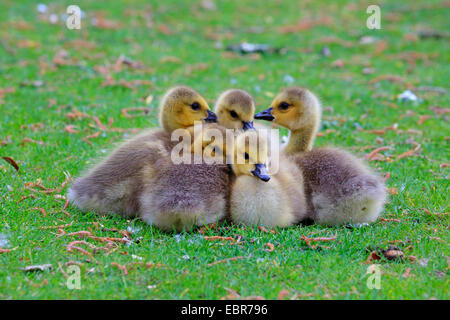 Canada goose (Branta canadensis), five chicks cuddling together, Germany Stock Photo