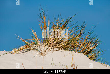 beach grass, European beachgrass, marram grass, psamma, sea sand-reed (Ammophila arenaria), dune grass at Spiekeroog, Germany, Lower Saxony, Spiekeroog Stock Photo