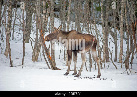 elk, European moose (Alces alces alces), eating moose cow in winter, Norway, Troms Stock Photo