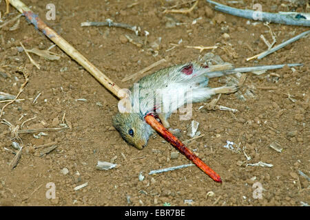 spiked prey on a wooden stick of the Hadza, Tanzania Stock Photo