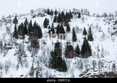 elk, European moose (Alces alces alces), winter in the fjell, Norway, Nordland, Raftsund Stock Photo