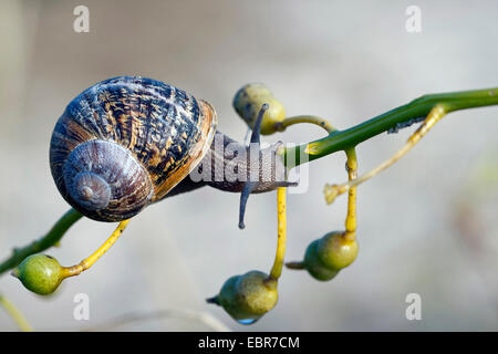 brown garden snail, brown gardensnail, common garden snail, European brown snail (Helix aspersa, Cornu aspersum, Cryptomphalus aspersus), on a twig, Germany Stock Photo