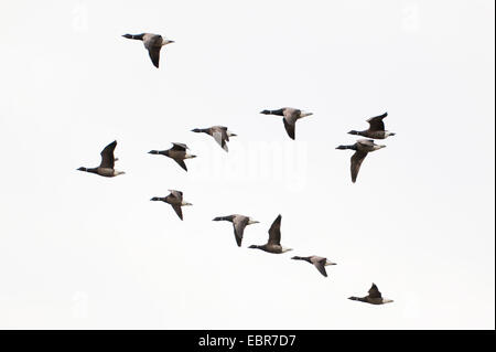 brent goose (Branta bernicla), flock of brent geese flying, Germany, Lower Saxony, Spiekeroog Stock Photo