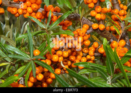 common seabuckthorn (Hippophae rhamnoides), ripe berries on a branch, Germany