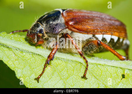 common cockchafer, maybug (Melolontha melolontha), rests on a leaf, Germany Stock Photo