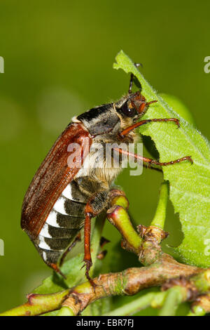 common cockchafer, maybug (Melolontha melolontha), feeding a leaf of a plum tree, Germany Stock Photo