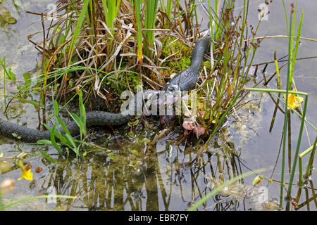 grass snake (Natrix natrix), series picture 13, two snakes fighting for a frog, Germany, Mecklenburg-Western Pomerania Stock Photo