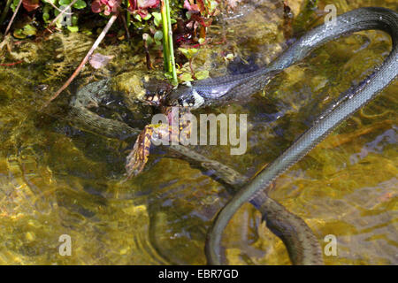 grass snake (Natrix natrix), series picture 5, two snakes fighting for a frog, Germany, Mecklenburg-Western Pomerania Stock Photo