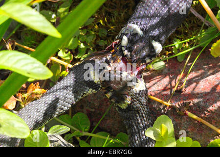 grass snake (Natrix natrix), series picture 2, three snakes fighting for a frog, Germany, Mecklenburg-Western Pomerania Stock Photo