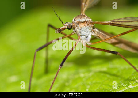 Cabbage cranefly, Brown daddy-long-legs (Tipula oleracea), on a leaf, Germany Stock Photo