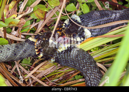 grass snake (Natrix natrix), series picture 3, three snakes fighting for a frog, Germany, Mecklenburg-Western Pomerania Stock Photo