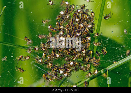 cross orbweaver, European garden spider, cross spider (Araneus diadematus), many young spiders in a web, Germany Stock Photo