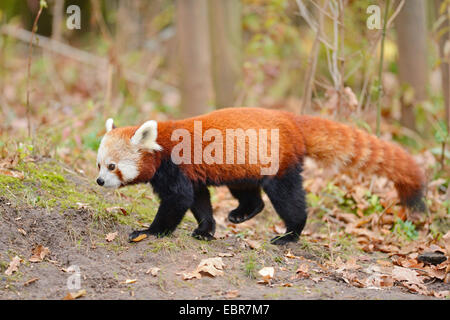 lesser panda, red panda (Ailurus fulgens), walking panda Stock Photo