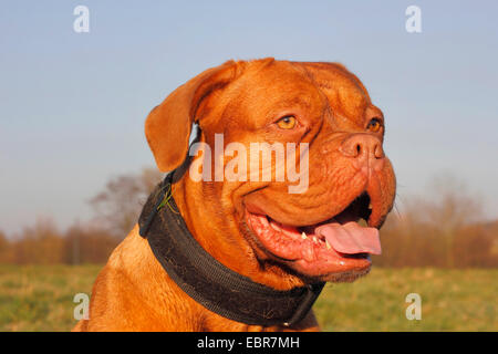 Dogue de Bordeaux (Canis lupus f. familiaris), four year old female, portrait, Germany Stock Photo