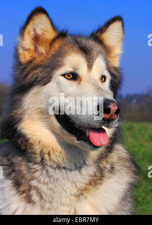 Alaskan Malamute (Canis lupus f. familiaris), five year old female, portrait, Germany Stock Photo