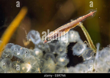 pike, northern pike (Esox lucius), swimming larva lurking on hatching perch larvae, Germany Stock Photo