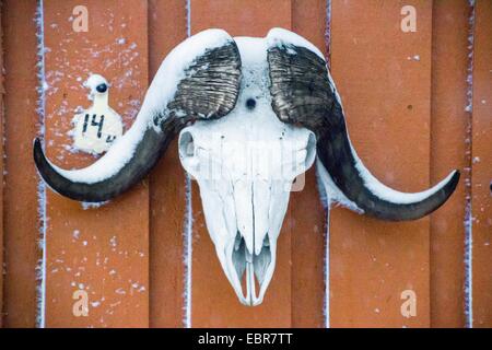 Muskox (Ovibos moschatus), skull of a musk ox, Norway, Troms Stock Photo