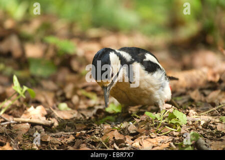 Great spotted woodpecker (Picoides major, Dendrocopos major), searching food on forest ground, Germany, North Rhine-Westphalia Stock Photo