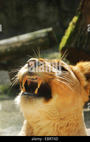 lion (Panthera leo), lioness growling Stock Photo