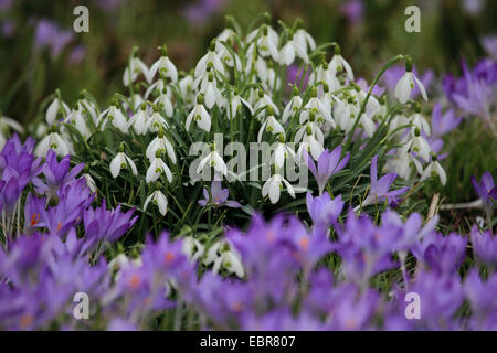 common snowdrop (Galanthus nivalis), blooming with Early crocus Stock Photo