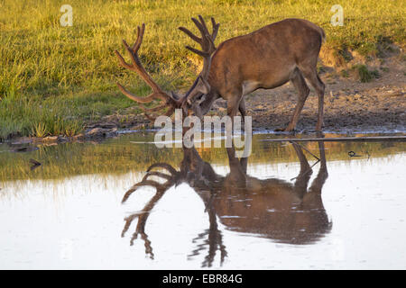 red deer (Cervus elaphus), drinking, with mirror image, Denmark Stock Photo
