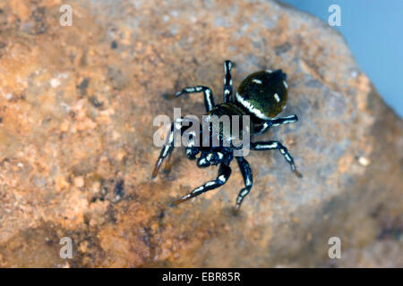 Jumping spider (Heliophanus kochii, Heliophanus albosignatus, Heliophanus armatus, Heliophanus calcarifer), on a stone Stock Photo