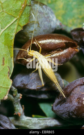 Fragile whistling cricket, European tree cricket, Italian cricket, Italian Tree Cricket (Oecanthus pellucens), female feeds plum Stock Photo