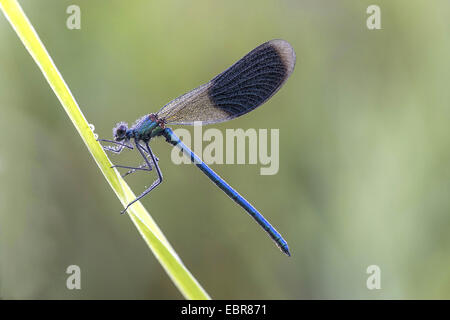 banded blackwings, banded agrion, banded demoiselle (Calopteryx splendens, Agrion splendens), sitting on a sprout, Germany Stock Photo