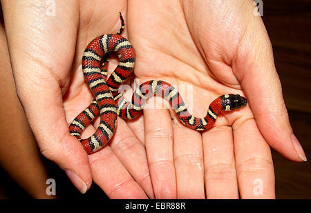 milk snake, eastern milk snake (Lampropeltis triangulum), young milk snake on hands Stock Photo