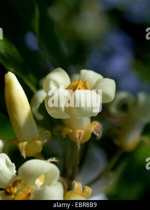 Victorian box, Sweet Pittosporum (Pittosporum undulatum), flower Stock Photo