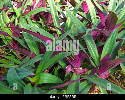Moses-in-the-Cradle, Oyster Plant, Rhoeo (Rhoeo spathacea, Tradescantia spathacea), blooming Stock Photo