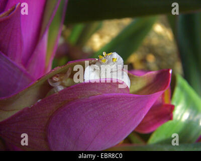 Moses-in-the-Cradle, Oyster Plant, Rhoeo (Rhoeo spathacea, Tradescantia spathacea), blooming Stock Photo