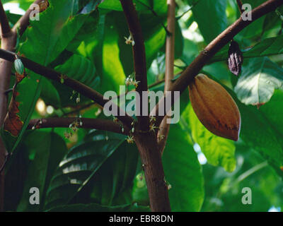 chocolate, cocoa tree (Theobroma cacao), cacao fruit on a blooming tree Stock Photo