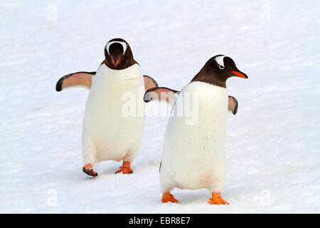 gentoo penguin (Pygoscelis papua), two gentoo penguin walking in snow, Antarctica, Falkland Islands Stock Photo
