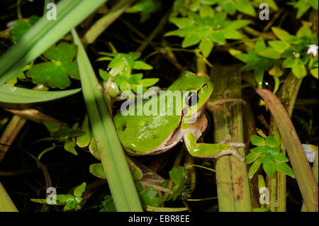 Sardinian tree frog, Tyrrhenian tree frog (Hyla sarda), swims between water plants, France, Corsica Stock Photo