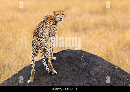 cheetah (Acinonyx jubatus), standing on a mound of earth and looking back toward camera , Kenya, Masai Mara National Park Stock Photo