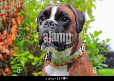 German Boxer (Canis lupus f. familiaris), two year old German Boxer, portrait, Germany Stock Photo